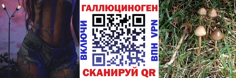 купить наркотик Черногорск Галлюциногенные грибы Psilocybe